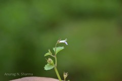 Lobelia heyneana